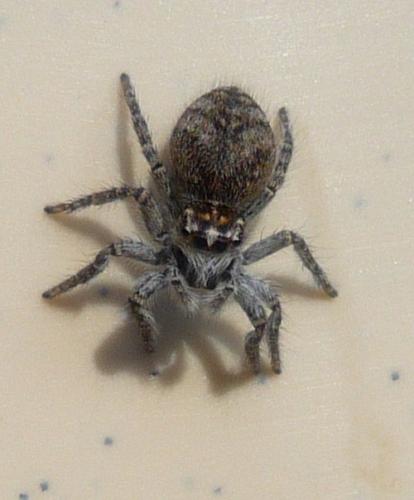 Réf. 77 892 : Philaeus chrysops