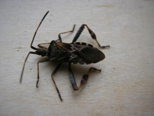 Leptoglossus occidentalis