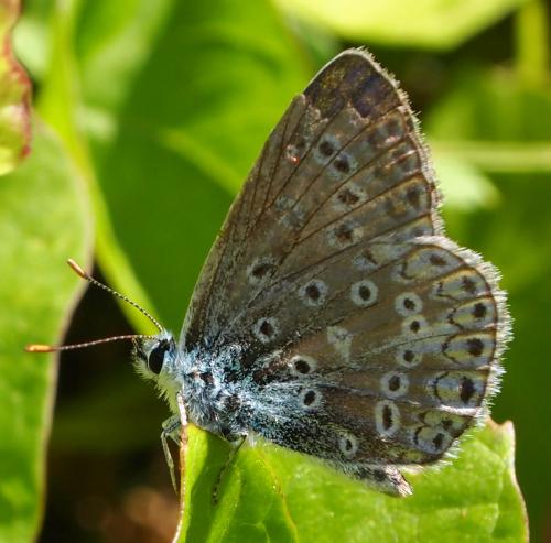 Réf. 77 445 : Polyommatus icarus