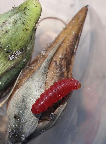 Alucita sp.