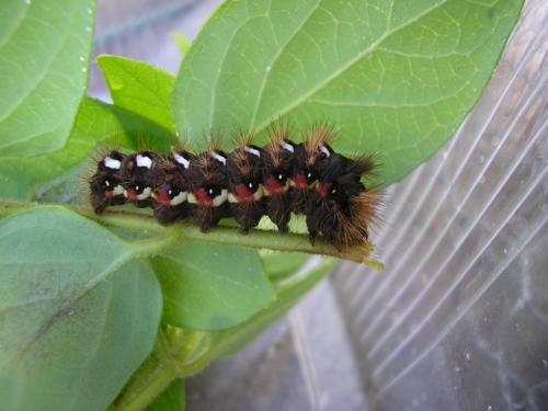 Acronicta rumicis