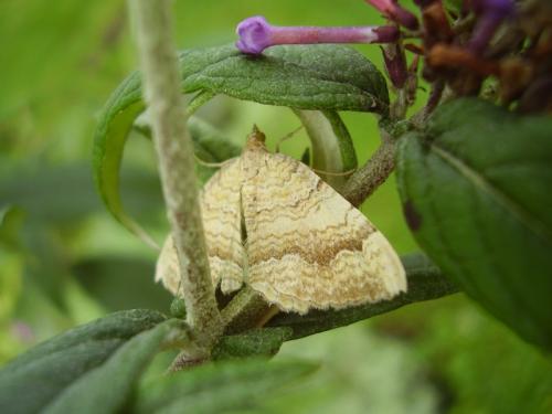 Camptogramma bilineata