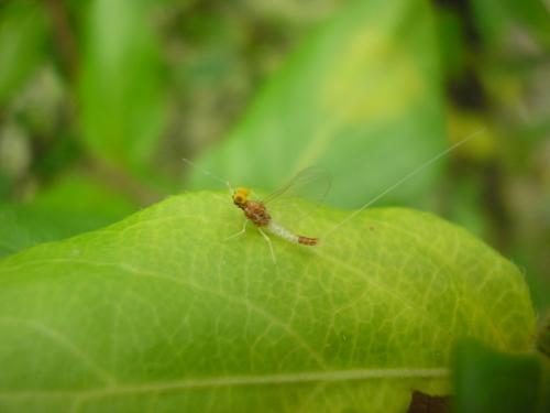 Baetis fuscatus