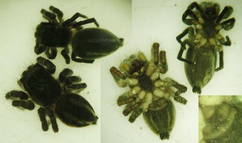 Philaeus chrysops