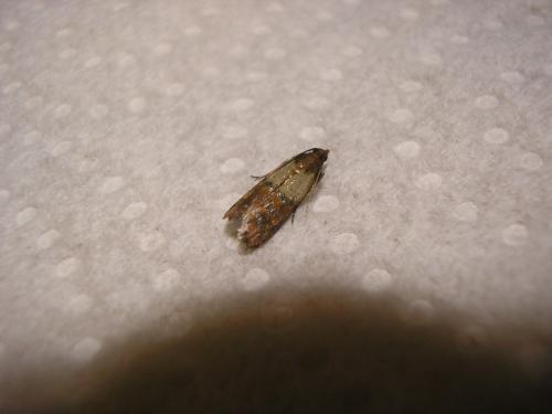 Plodia interpunctella