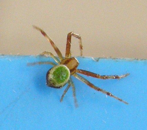 Réf. 77 833 : Ebrechtella tricuspidata