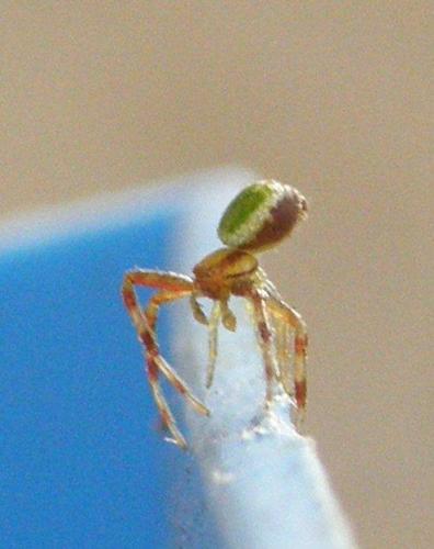 Ebrechtella tricuspidata