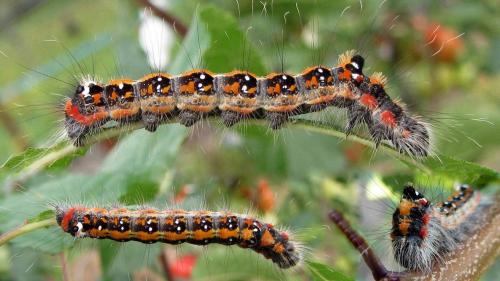 Réf. 77 499 : Acronicta tridens