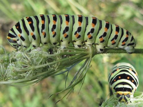 Papilio machaon