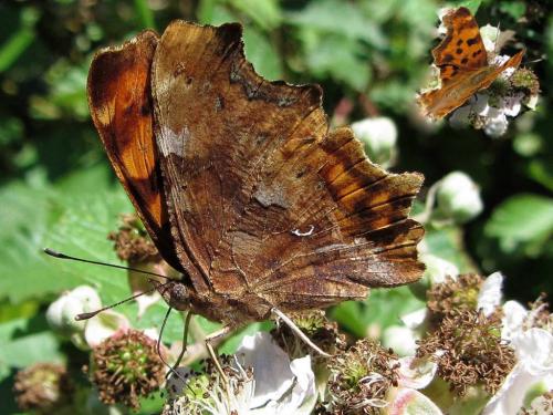 Réf. 77 936 : Polygonia c-album