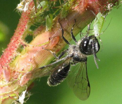 Pemphredon sp.