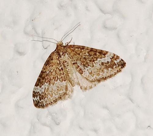 Réf. 77 248 : Perizoma sp.
