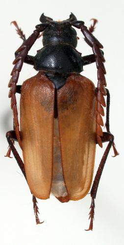 Réf. 77 574 : Psilotarsus turkestanicus