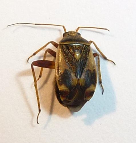 Polymerus unifasciatus