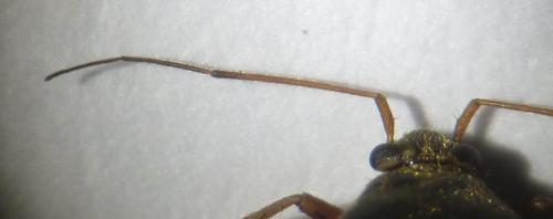 Polymerus unifasciatus