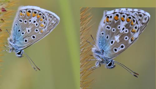 Réf. 77 374 : Polyommatus divers