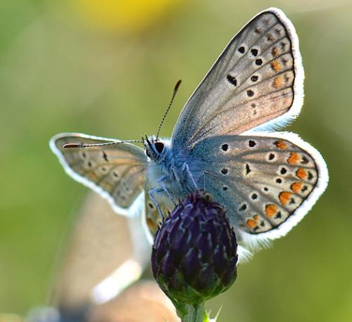 Polyommatus sp.