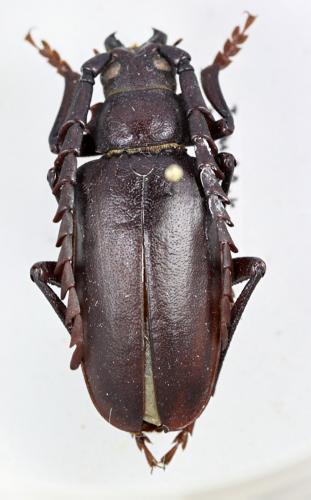 Mesoprionus persicus