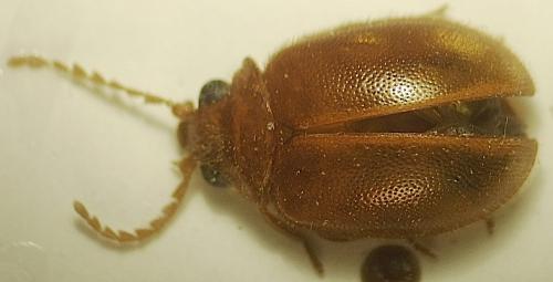 Prionocyphon serricornis
