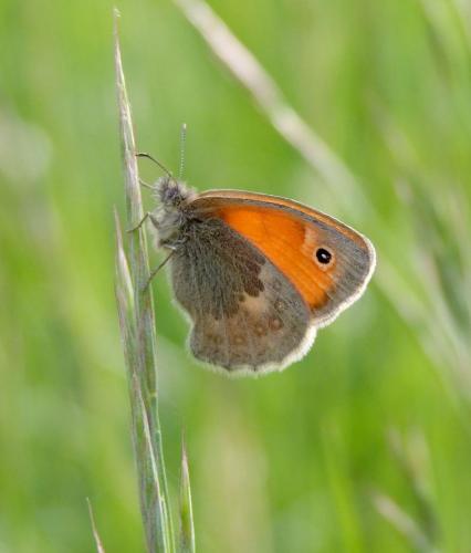 Réf. 77 638 : Coenonympha pamphilus