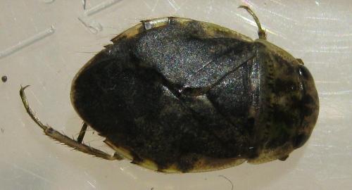 Naucoris maculatus