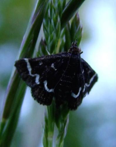Pyrausta nigrata
