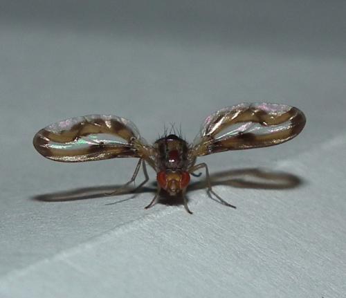 Toxoneura muliebris