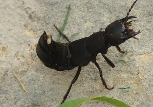 Ocypus olens