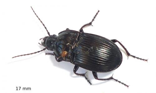 Abax ovalis