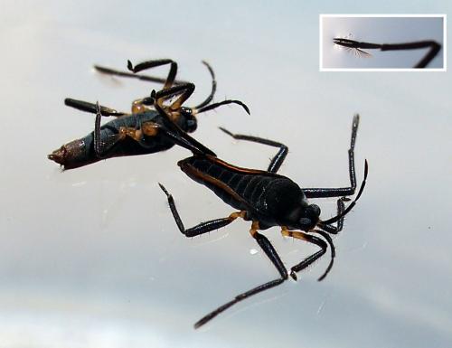 Réf. 77 889 : Rhagovelia infernalis