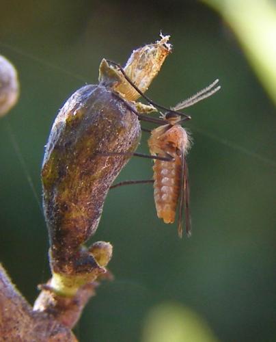 Asphondylia borzi