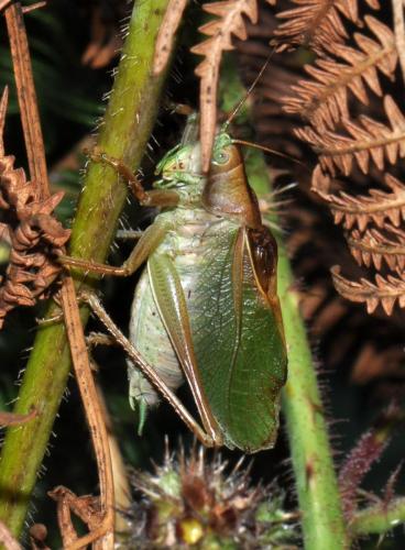 Réf. 77 836 : Tettigonia cantans