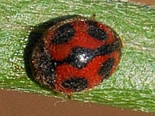 Réf. 77 146 : Novius cardinalis