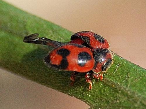 Novius cardinalis