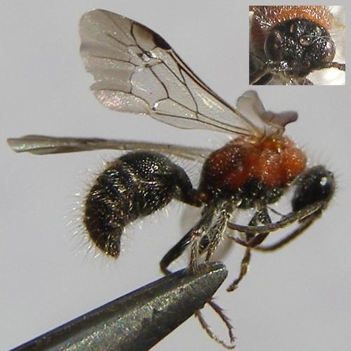 Smicromyrme suberrata