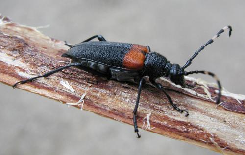 Stictoleptura canadensis canadensis