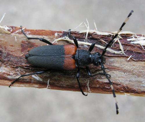 Stictoleptura canadensis canadensis