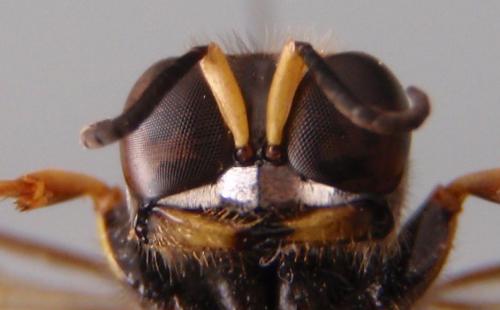 Réf. 77 494 : Ectemnius cephalotes