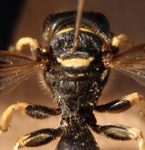 Réf. 77 594 : Ectemnius cephalotes
