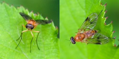 Chrysopilus laetus