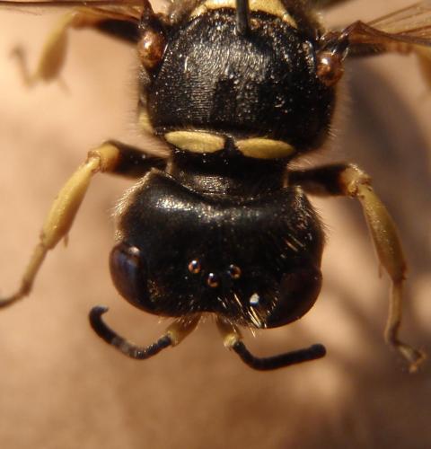 Réf. 77 596 : Ectemnius cephalotes