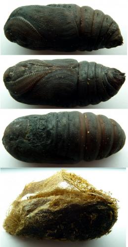Réf. 77 466 : Saturnia pyri