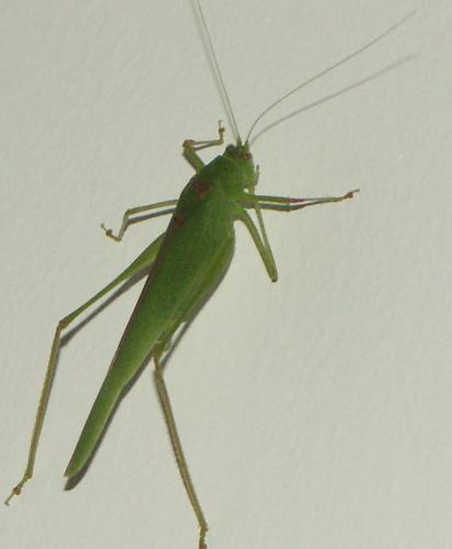Phaneroptera sp.