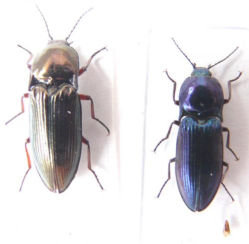 Selatosomus aeneus