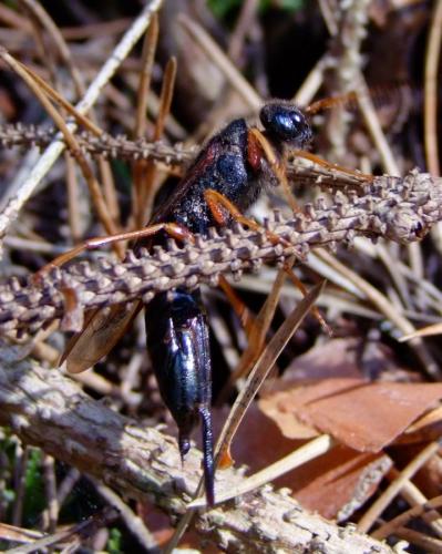 Réf. 77 530 : Sirex juvencus