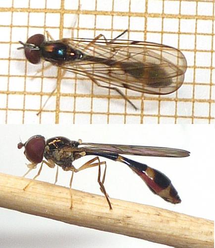 Baccha elongata