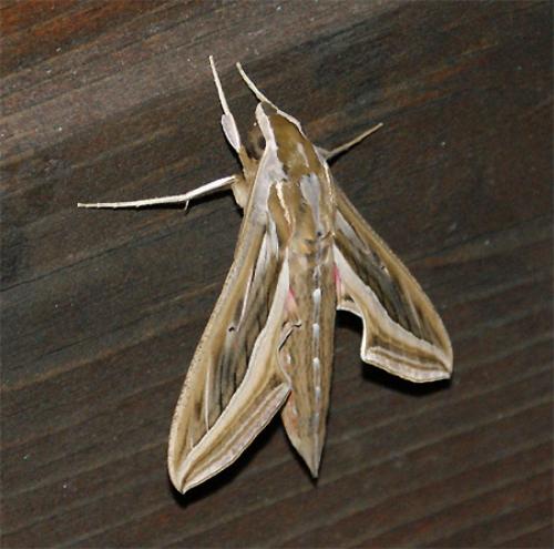 Réf. 77 307 : Hippotion celerio