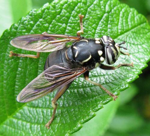 Spilomyia fusca