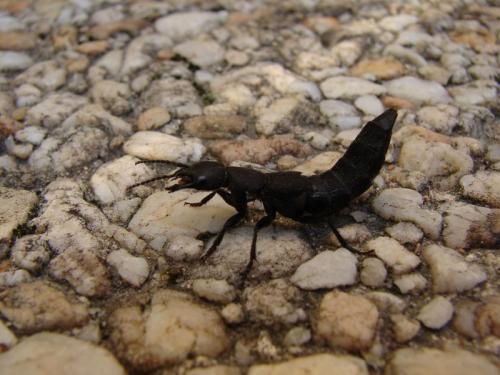 Réf. 77 805 : Ocypus olens