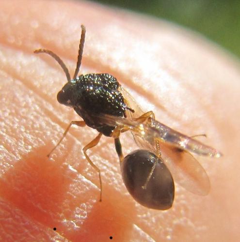 Stilbula cyniformis